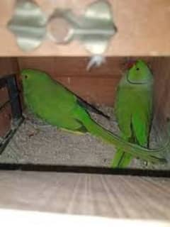 Green Ringneck Breeder Pair's available