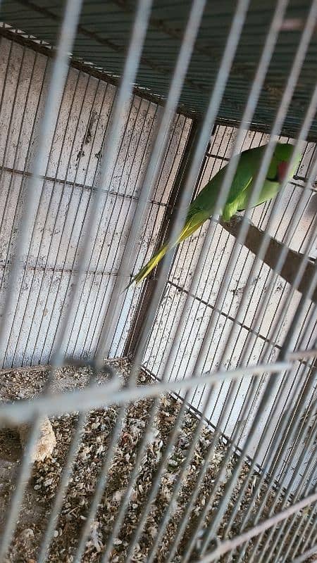 Green Ringneck Breeder Pair's available 1