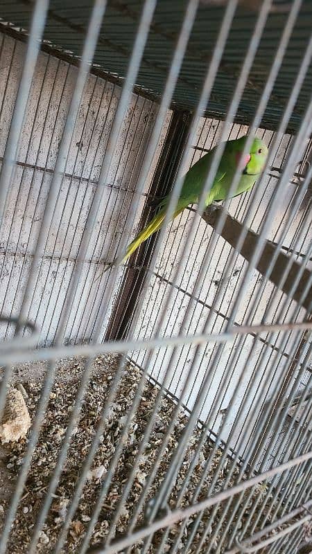 Green Ringneck Breeder Pair's available 2