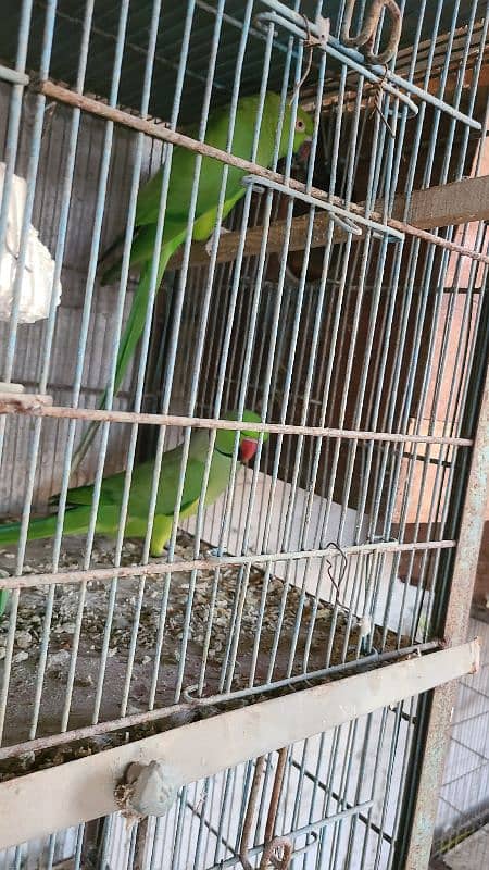 Green Ringneck Breeder Pair's available 3