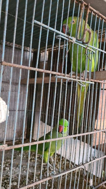 Green Ringneck Breeder Pair's available 4