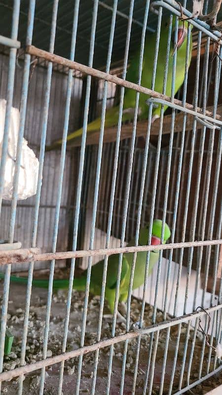 Green Ringneck Breeder Pair's available 5