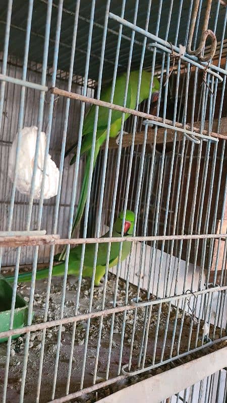 Green Ringneck Breeder Pair's available 6