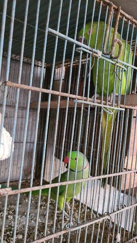 Green Ringneck Breeder Pair's available 7