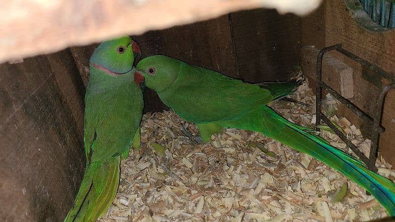 Green Ringneck Breeder Pair's available 8