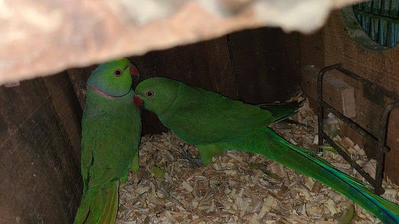 Green Ringneck Breeder Pair's available 9