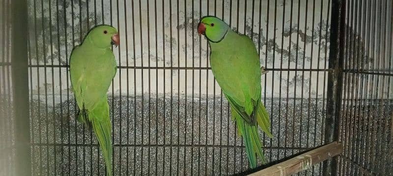 setup. . . Cage, boxes, ringneck, cocktail, lovebird pairs 0