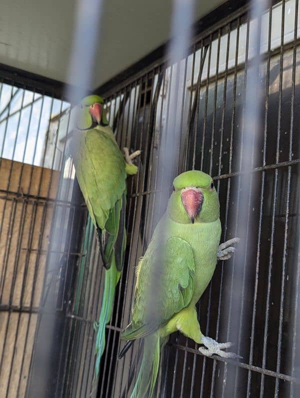 setup. . . Cage, boxes, ringneck, cocktail, lovebird pairs 1