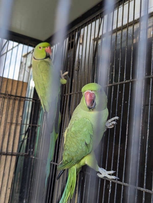 setup. . . Cage, boxes, ringneck, cocktail, lovebird pairs 2