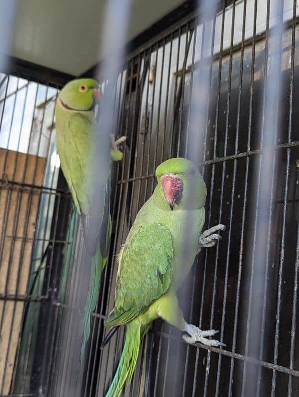 setup. . . Cage, boxes, ringneck, cocktail, lovebird pairs 3