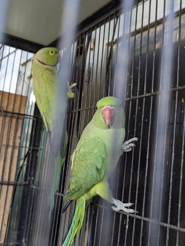 setup. . . Cage, boxes, ringneck, cocktail, lovebird pairs 4