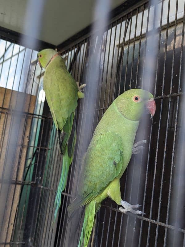 setup. . . Cage, boxes, ringneck, cocktail, lovebird pairs 5