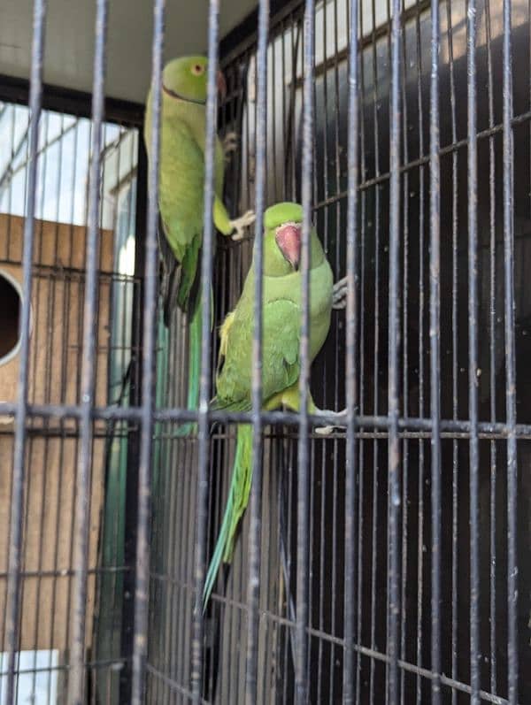 setup. . . Cage, boxes, ringneck, cocktail, lovebird pairs 6