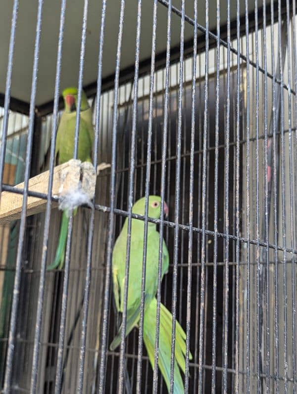 setup. . . Cage, boxes, ringneck, cocktail, lovebird pairs 7