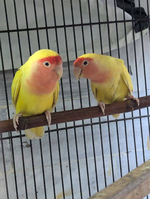 setup. . . Cage, boxes, ringneck, cocktail, lovebird pairs 10