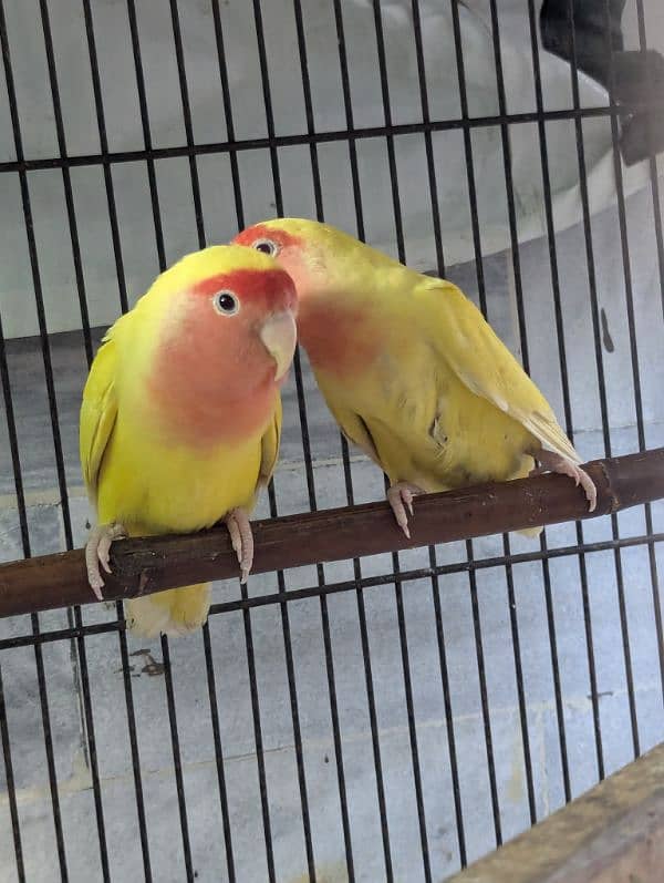 setup. . . Cage, boxes, ringneck, cocktail, lovebird pairs 11