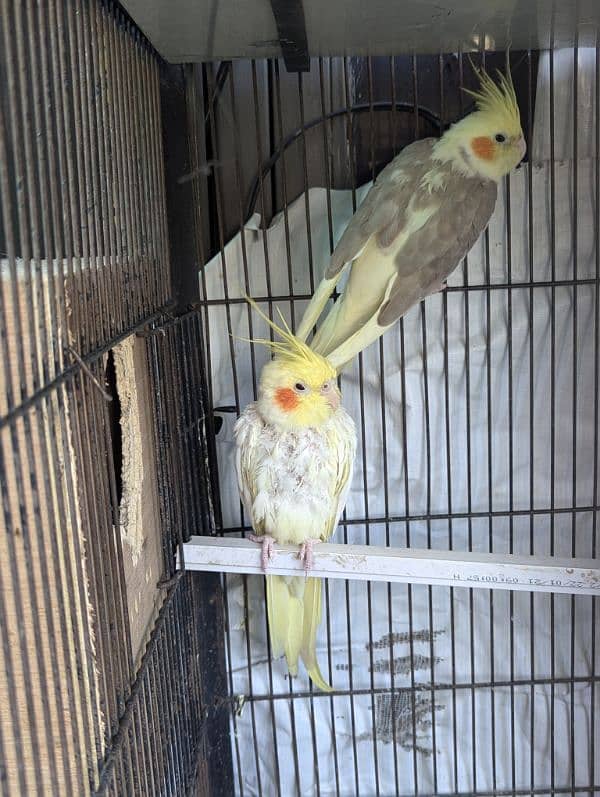 setup. . . Cage, boxes, ringneck, cocktail, lovebird pairs 12