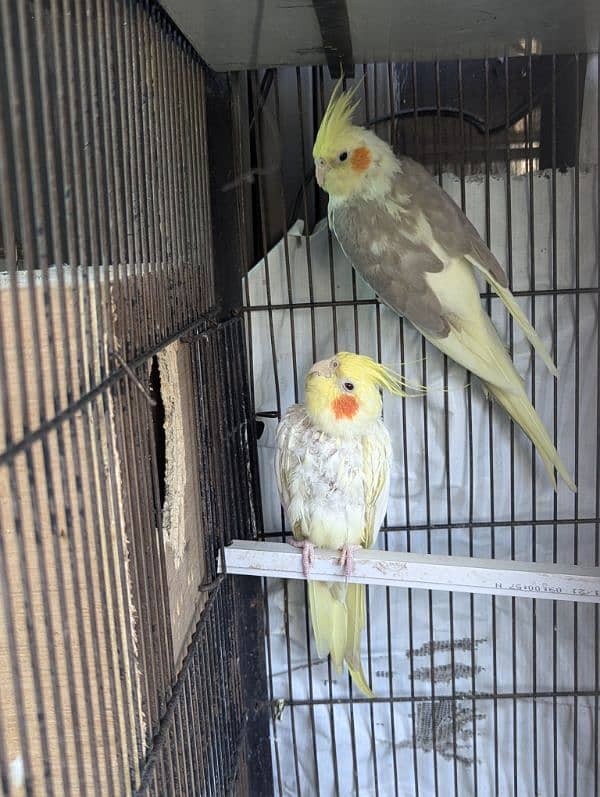 setup. . . Cage, boxes, ringneck, cocktail, lovebird pairs 13