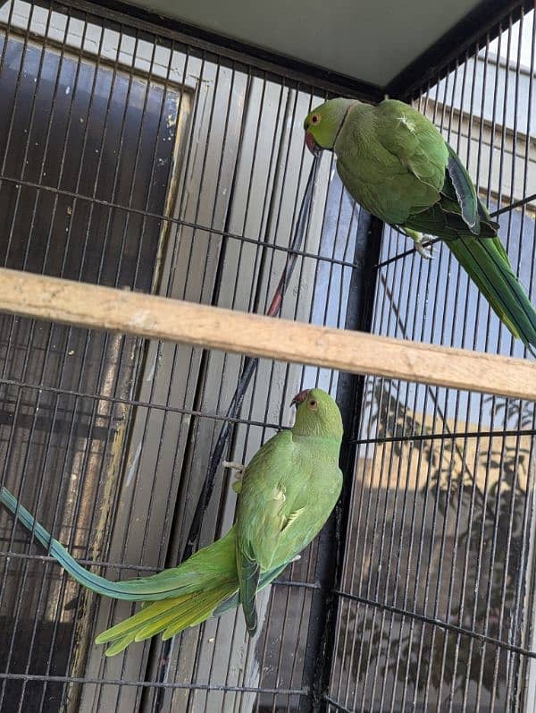 setup. . . Cage, boxes, ringneck, cocktail, lovebird pairs 14