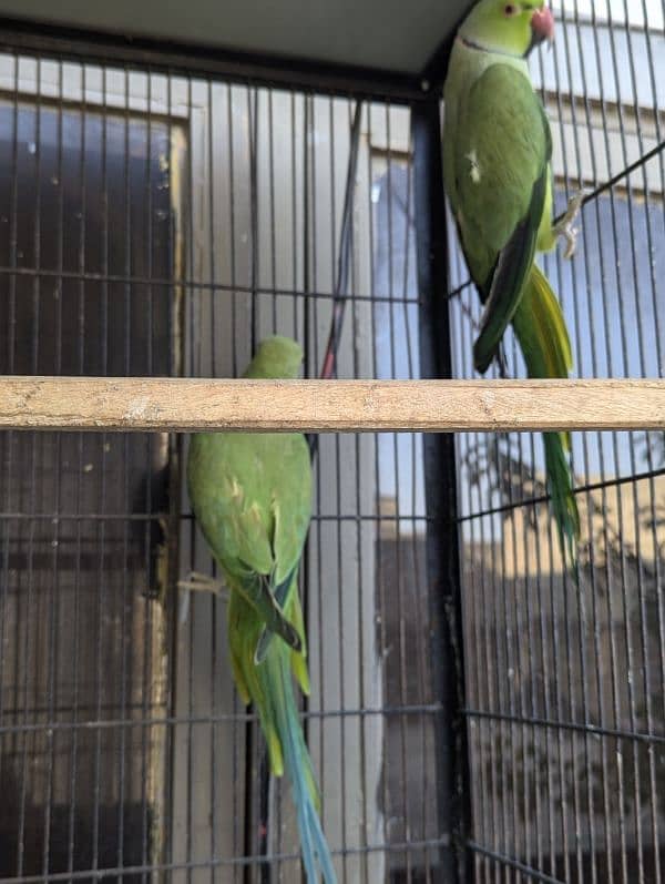 setup. . . Cage, boxes, ringneck, cocktail, lovebird pairs 15