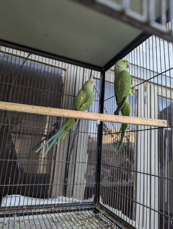 setup. . . Cage, boxes, ringneck, cocktail, lovebird pairs 16