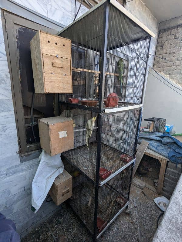 setup. . . Cage, boxes, ringneck, cocktail, lovebird pairs 17