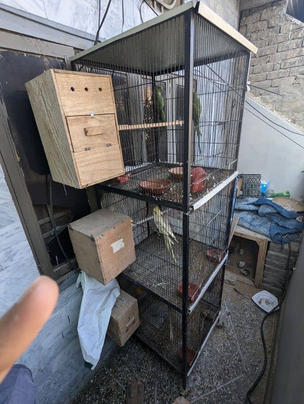 setup. . . Cage, boxes, ringneck, cocktail, lovebird pairs 18