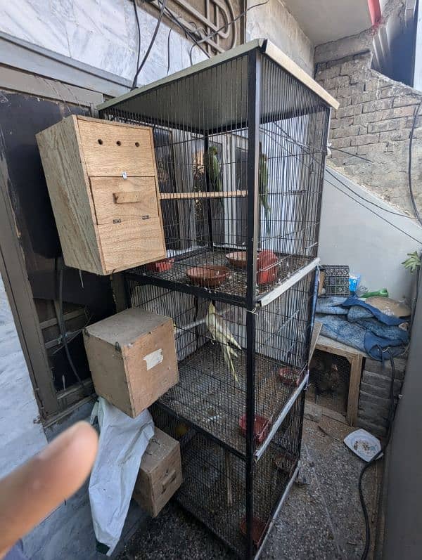 setup. . . Cage, boxes, ringneck, cocktail, lovebird pairs 19