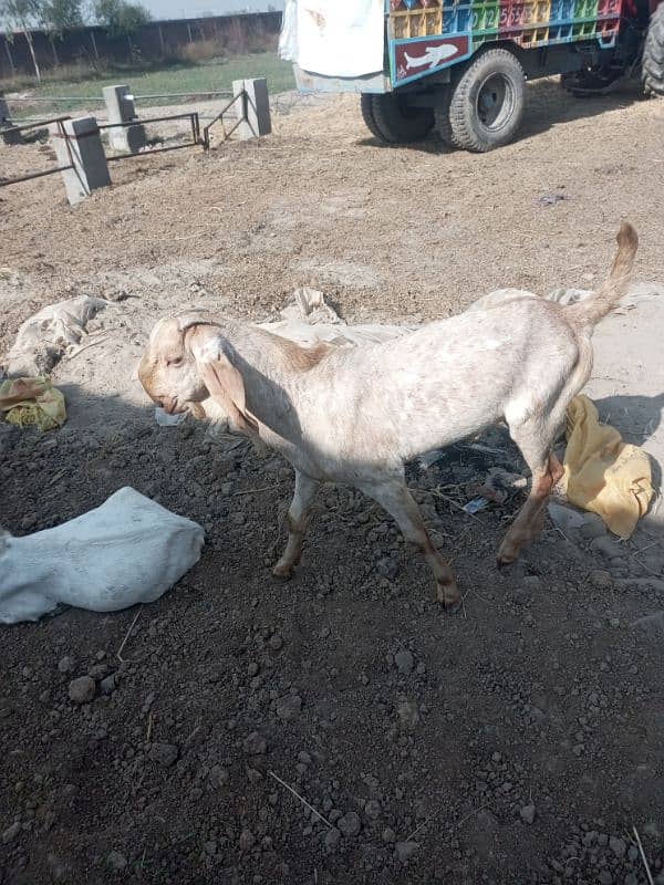 Qurbani waly Bakry Sale ke liye Mujood hien in Gujaranwala 1