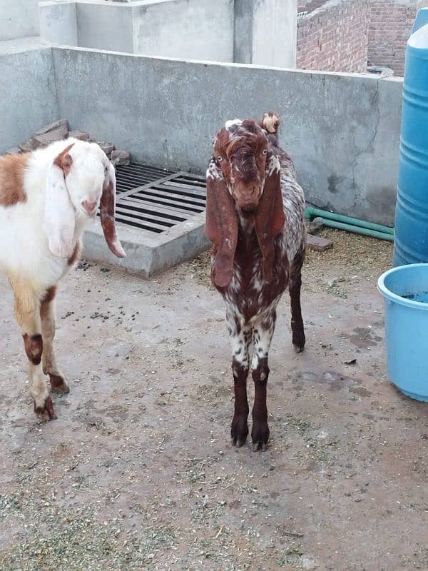 goats for sale 0