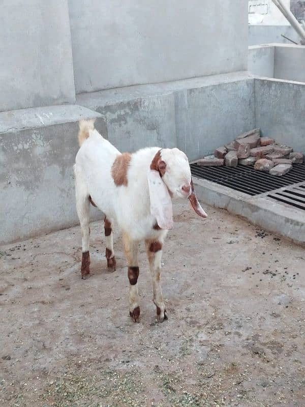 goats for sale 2