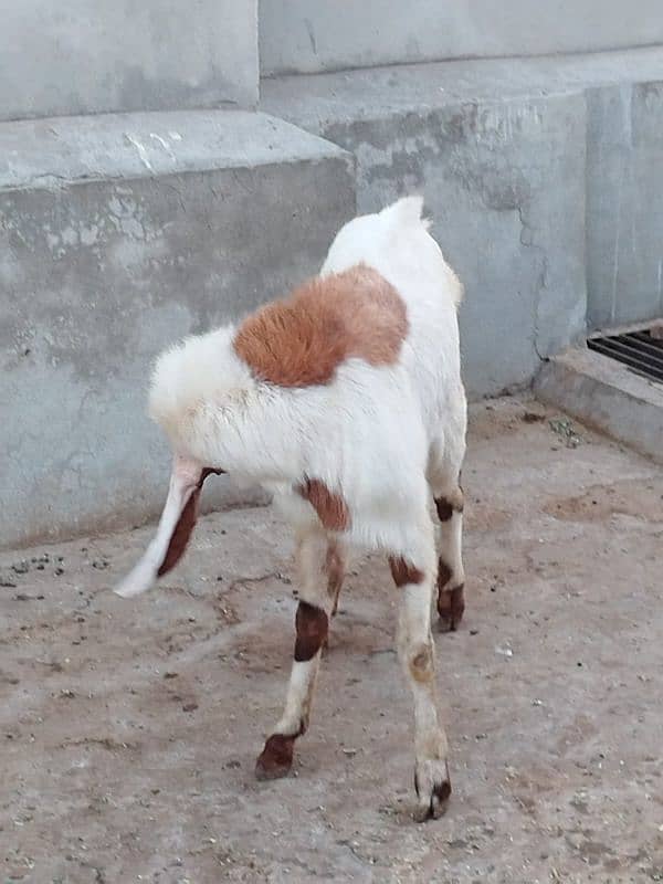 goats for sale 3