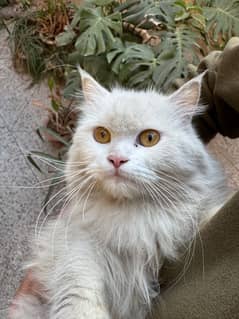 persion cat with kittens