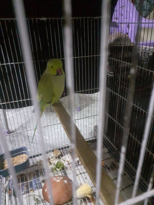 i am selling parrot it is healthy and active 0