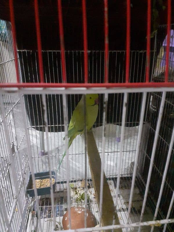 i am selling parrot it is healthy and active 1