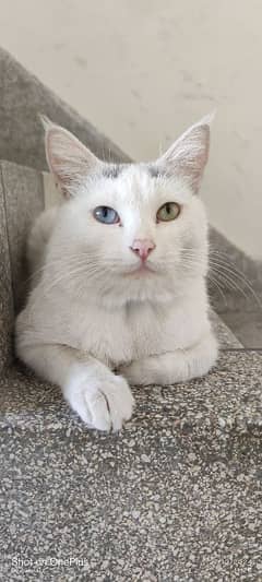 Persian White Cat Both eye color Diffrant