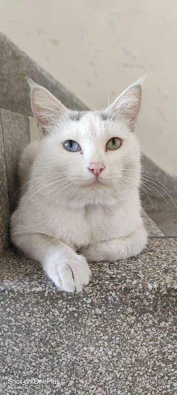 Persian White Cat Both eye color Diffrant 0