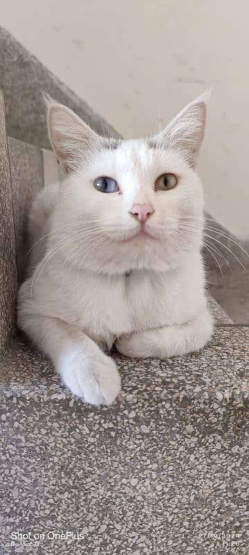 Persian White Cat Both eye color Diffrant 1