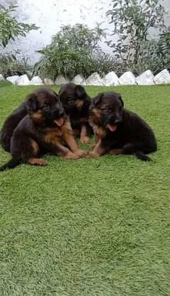 Garman shepherd puppies for sale 03287576736 call wahtasp