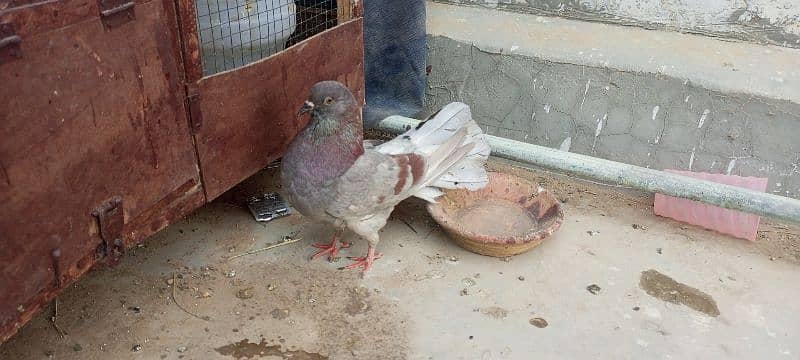 gobara pigeon 2