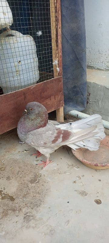 gobara pigeon 3