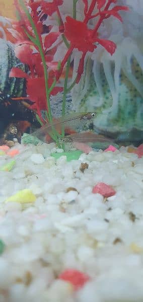 Guppies Fishes || Molly , Betta , Platy Guppies Babies/Fries 6