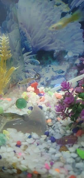 Guppies Fishes || Molly , Betta , Platy Guppies Babies/Fries 11