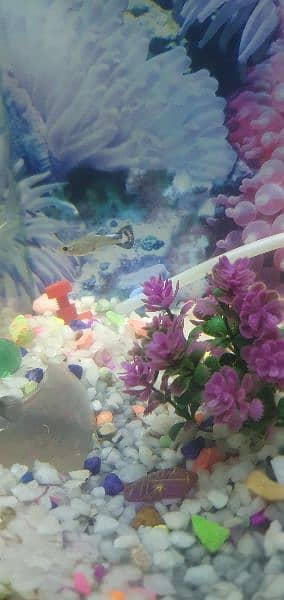 Guppies Fishes || Molly , Betta , Platy Guppies Babies/Fries 12