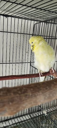 Beautiful Exhibition Budgie Pair