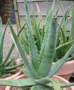 aloe vera plant