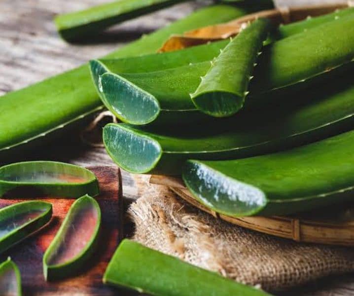 aloe vera plant 1