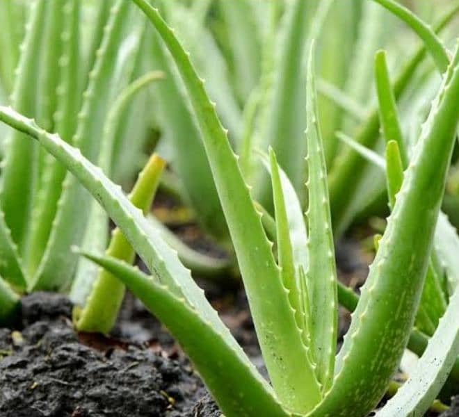 aloe vera plant 2