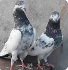 Ali wala breeder pair urgently 4sale