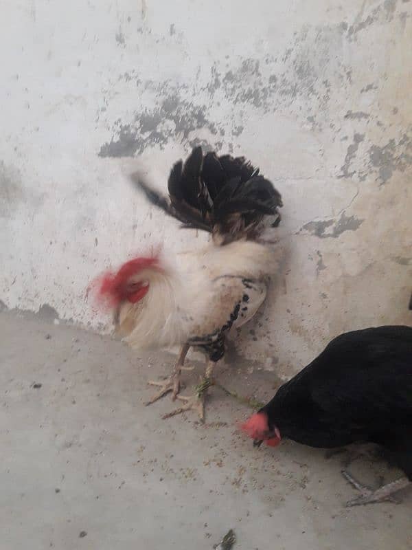 Misri Egg laying Pair For sale 03102179798 0